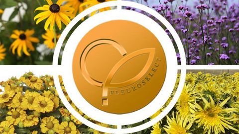 En 2023, un hélénium, un soleil, un rudbeckia et une verveine éclaireront la saison et/ou faciliteront le travail des producteurs et des détaillants. ©Fleuroselect